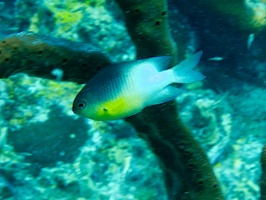 IMG 3338 Bicolor Damselfish